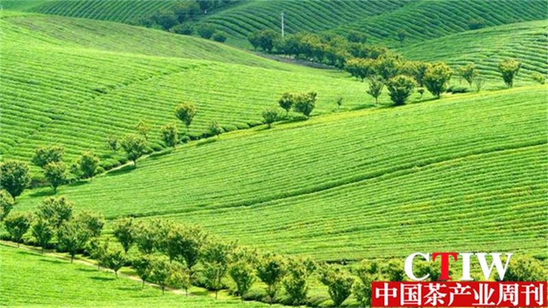 关于青山藏不住 黔茶正飘香——持续深耕茶产业做强“贵州绿茶”品牌的最新消息(7)
