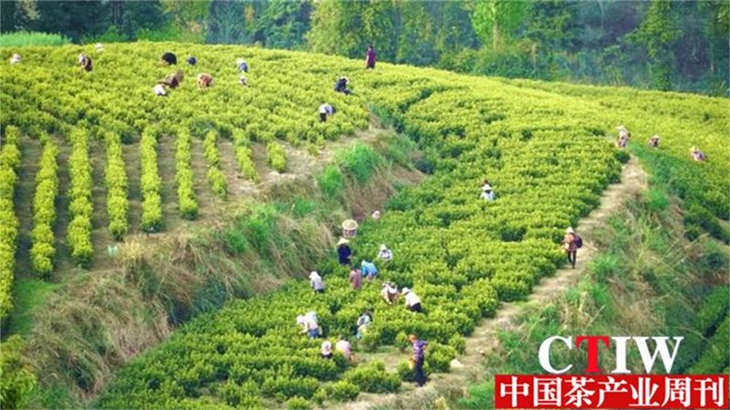 关于青山藏不住 黔茶正飘香——持续深耕茶产业做强“贵州绿茶”品牌的最新消息(4)