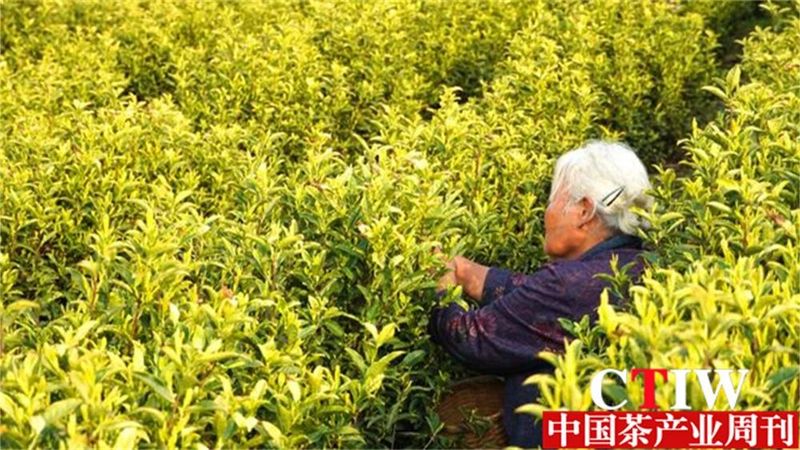 关于青山藏不住 黔茶正飘香——持续深耕茶产业做强“贵州绿茶”品牌的最新消息(5)