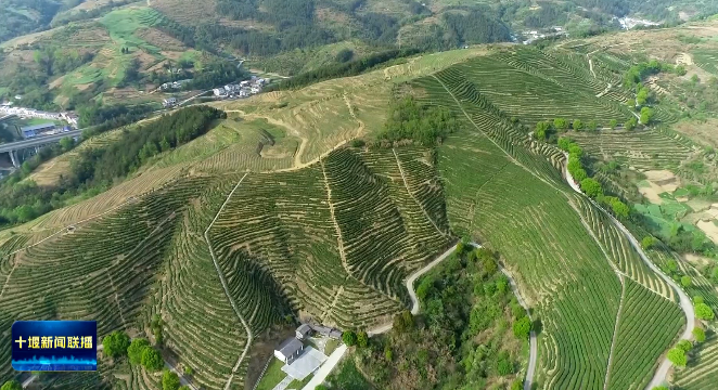 有关于茶叶+中药材 让传统茶企焕发新活力的消息(1)