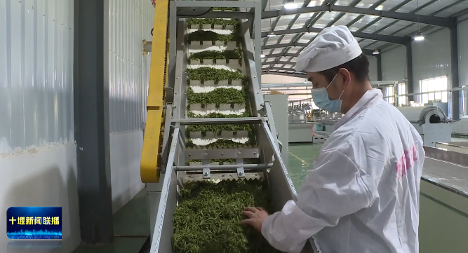 有关于茶叶+中药材 让传统茶企焕发新活力的消息