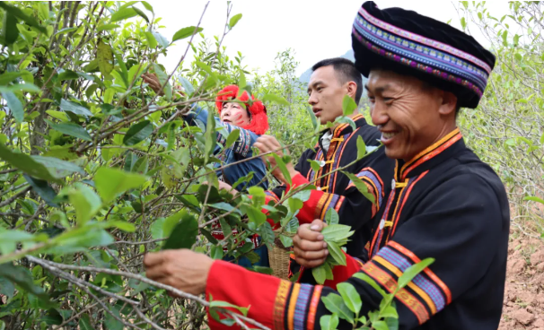 关于镇沅春茶季收官 春茶生产实现增产增收的新闻(4)