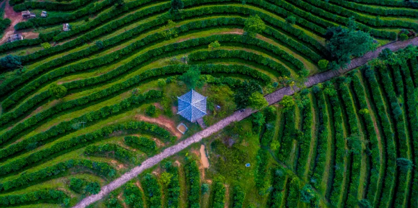 关于镇沅春茶季收官 春茶生产实现增产增收的新闻