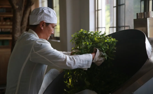 关于镇沅春茶季收官 春茶生产实现增产增收的新闻(2)