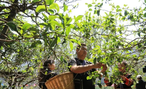 关于镇沅春茶季收官 春茶生产实现增产增收的新闻(5)