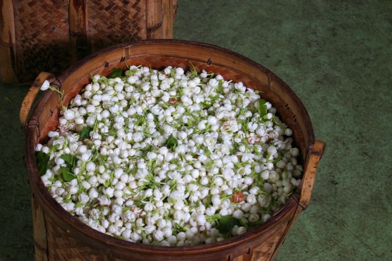 有关于入选农遗十周年！从福州茉莉花与茶文化系统，看农遗的当代保护的新闻(6)