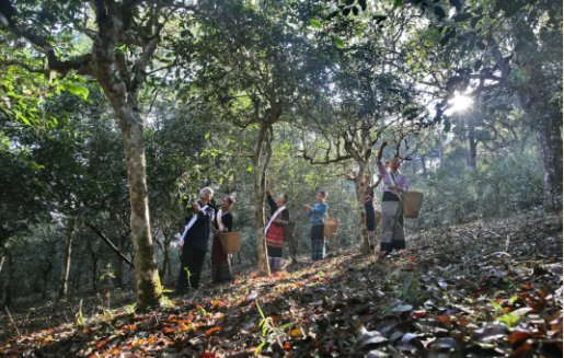 有关于2023年产值达1504.2亿元！云南由茶业大省向茶业强省稳步迈进的内容