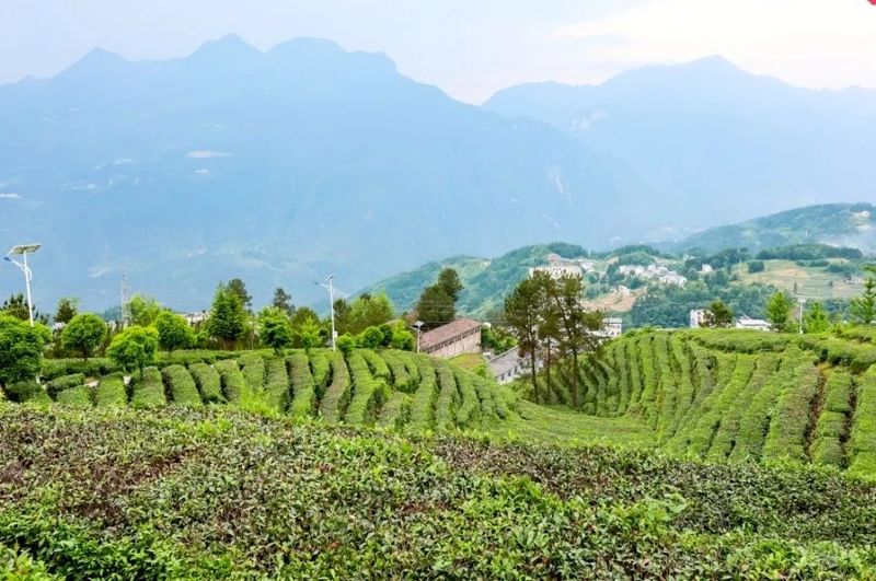 有关于携“神农×野茶宝藏”两大卖点，巴东红想成为湖北红茶第二的资讯(12)