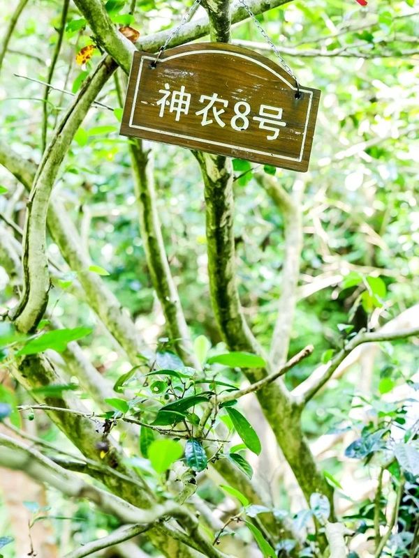 有关于携“神农×野茶宝藏”两大卖点，巴东红想成为湖北红茶第二的资讯(3)