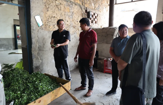 有关于人大代表拼经济出真招 推动老集寨乡茶叶产业蓬勃发展的信息(3)