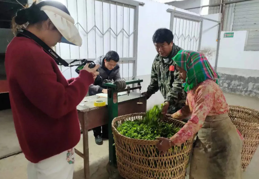 有关于人大代表拼经济出真招 推动老集寨乡茶叶产业蓬勃发展的信息(2)