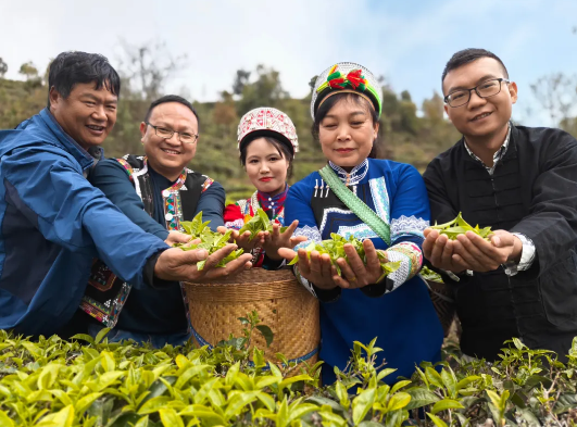 有关于人大代表拼经济出真招 推动老集寨乡茶叶产业蓬勃发展的信息(1)