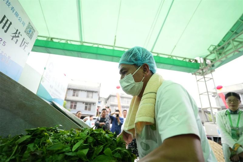 有关于2024年勐腊贡茶文化节暨第十二届斗茶大会圆满落幕！的相关信息(4)