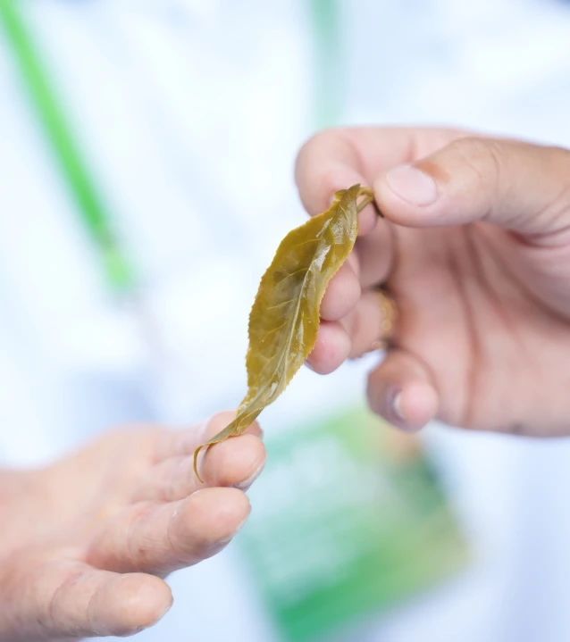 有关于2024年勐腊贡茶文化节暨第十二届斗茶大会圆满落幕！的相关信息(21)