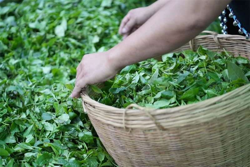 有关于2024年勐腊贡茶文化节暨第十二届斗茶大会圆满落幕！的相关信息(22)