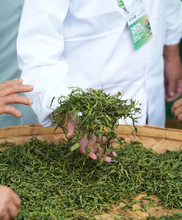 有关于2024年勐腊贡茶文化节暨第十二届斗茶大会圆满落幕！的相关信息(6)