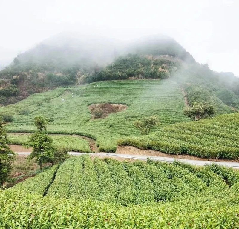 关于2024年三门县“和合茶农”培训暨茶叶加工工技能大赛成功举办的最新消息(1)