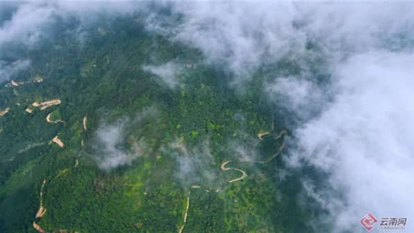 有关于麻栗坡：深山古茶亮相国际舞台 茶香富农幸福回甘的内容
