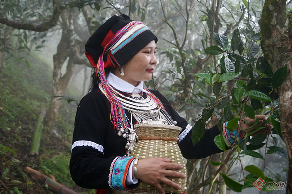 有关于麻栗坡：深山古茶亮相国际舞台 茶香富农幸福回甘的内容(2)