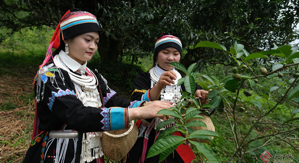 有关于麻栗坡：深山古茶亮相国际舞台 茶香富农幸福回甘的内容(1)