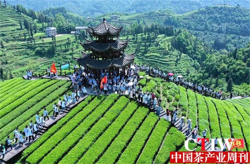 有关于聚焦高质量发展，楚茶越千年，产业奔千亿的新闻(8)