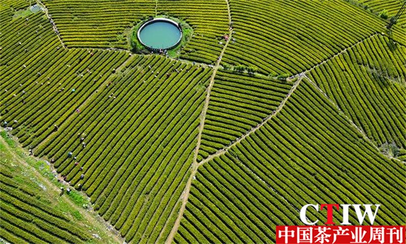 有关于聚焦高质量发展，楚茶越千年，产业奔千亿的新闻