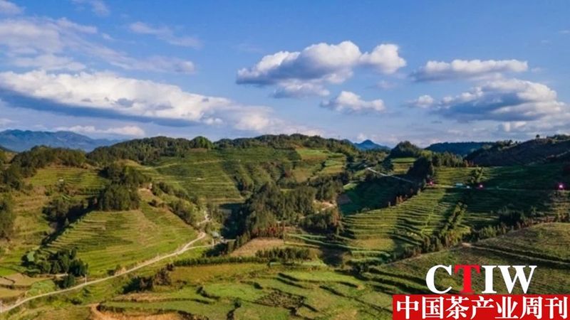 有关于聚焦高质量发展，楚茶越千年，产业奔千亿的新闻(10)