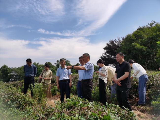 关于江宁区聚焦乡村振兴，推动茶产业发展的资讯