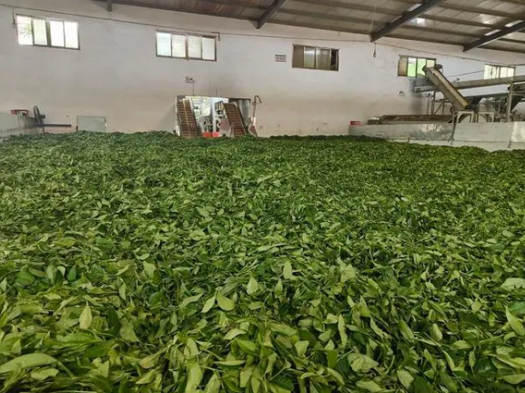 关于中国西北茶乡“拉长”产业旺季带动茶农增收的资讯(2)