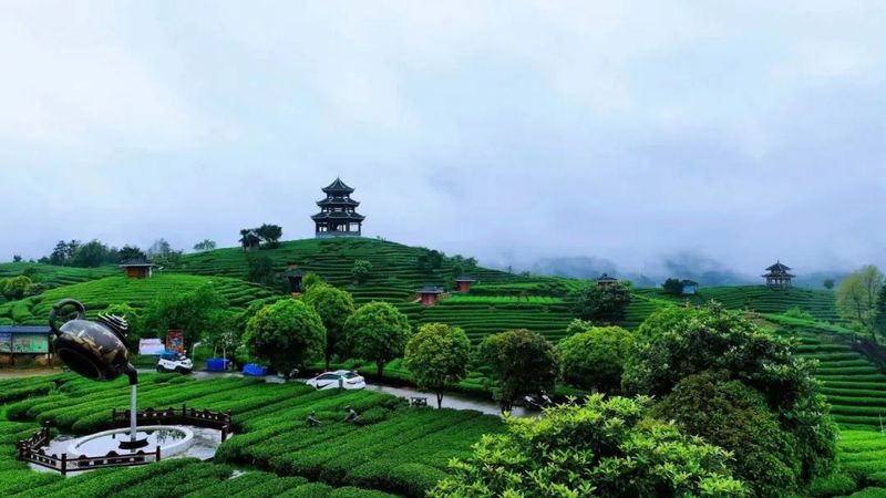 有关于三江侗族自治县：党建联盟为茶叶产业发展添劲赋能的信息