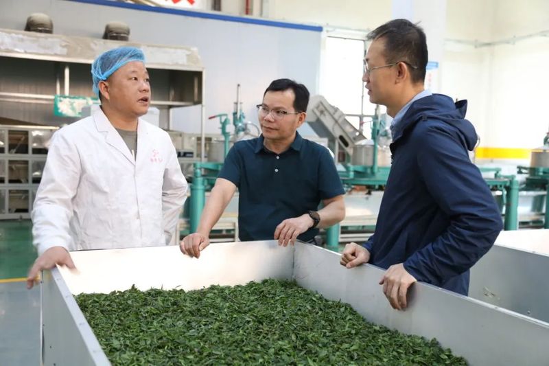 有关于三江侗族自治县：党建联盟为茶叶产业发展添劲赋能的信息(2)