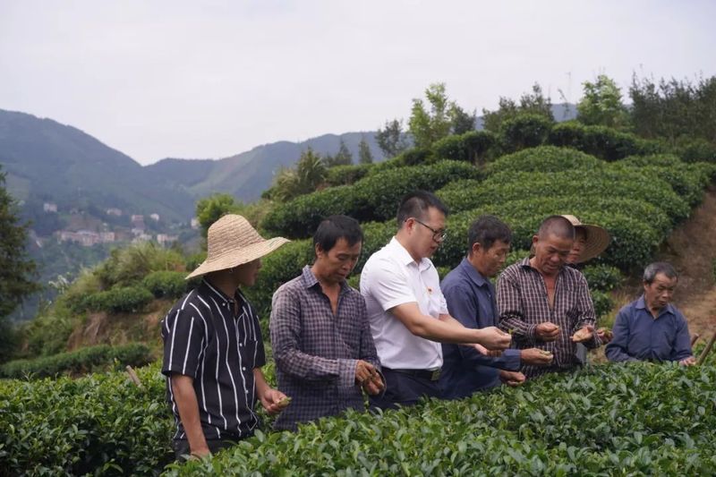 有关于三江侗族自治县：党建联盟为茶叶产业发展添劲赋能的信息(1)