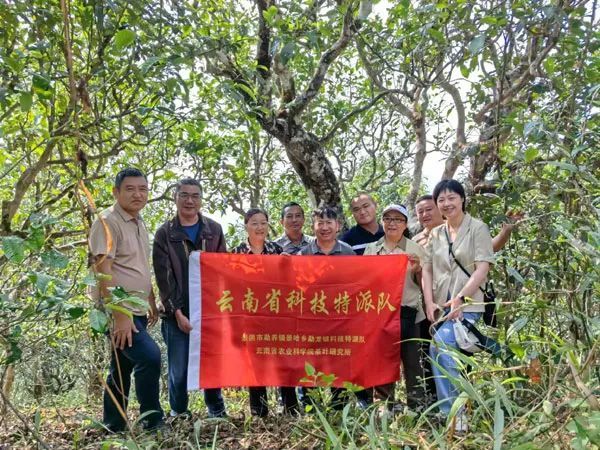 关于云南省景洪市勐龙镇与景哈乡科技特派队服务助力勐宋第四届古茶“斗茶大赛”的最新消息