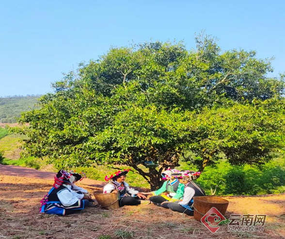 关于楚雄南华：人大代表来助力 茶香烹出乡村振兴新活力的新闻(1)