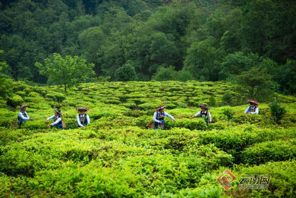 关于楚雄南华：人大代表来助力 茶香烹出乡村振兴新活力的新闻