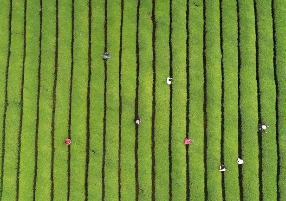 关于前月浮梁买茶，今日茶乡议事，从县域发展看中国茶的相关内容(8)