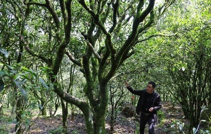 关于新华社：一杯茶品出的中国“工夫”的最新消息