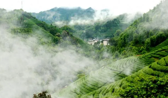 有关于贺州市推进茶产业高质量发展的相关内容