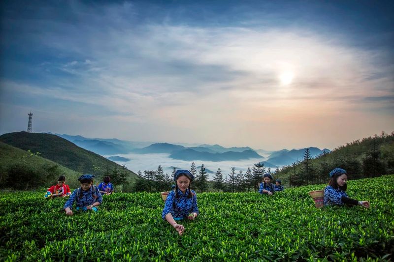 关于2024年安化黑茶品牌价值:52.80亿元!的内容(3)