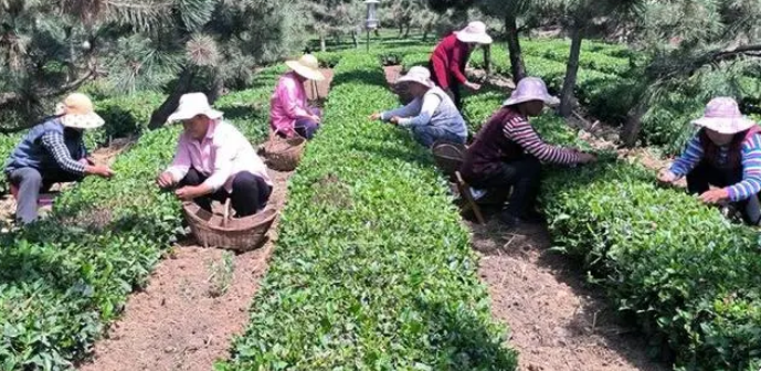 有关于莒南县 黑松树下茶香浓的资讯