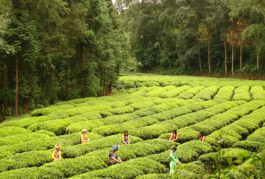 有关于凤庆县：“四项措施”管好茶园助农增收的相关内容(1)