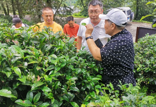 有关于凤庆县：“四项措施”管好茶园助农增收的相关内容(2)