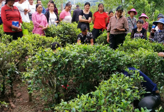 有关于凤庆县：“四项措施”管好茶园助农增收的相关内容(3)