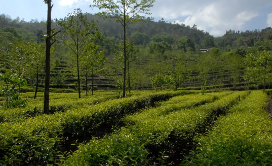 有关于凤庆县：“四项措施”管好茶园助农增收的相关内容