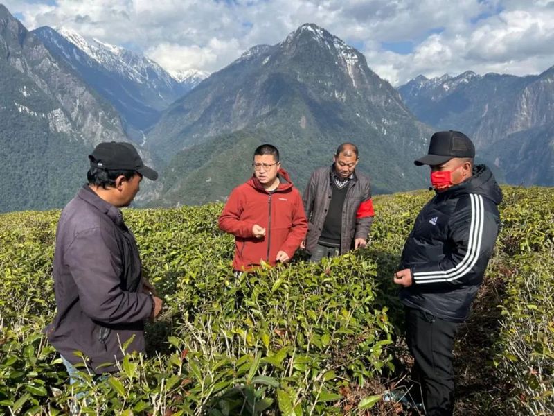 有关于德兴乡多措并举 助推茶产业高质量发展的相关内容