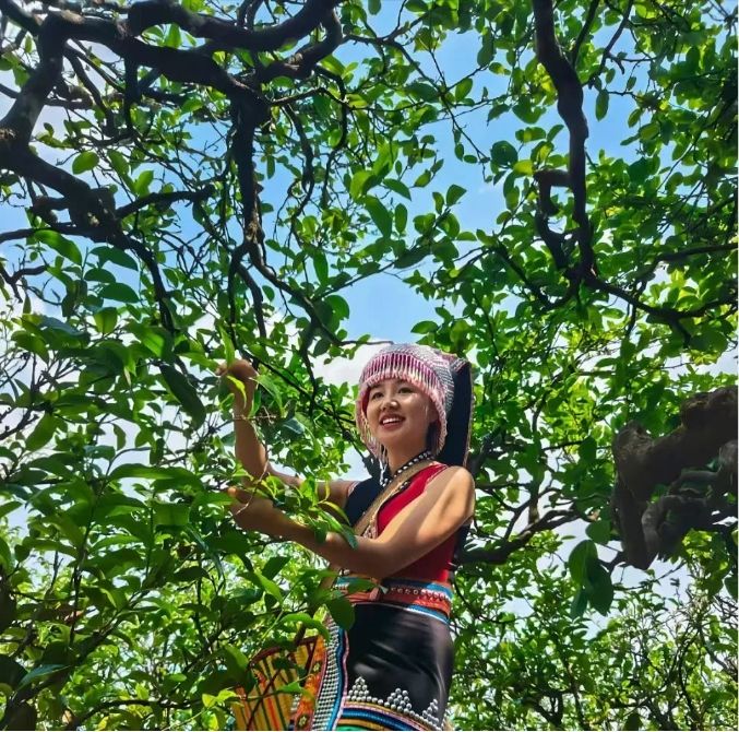 关于临沧耿马：“三茶”统筹促茶产业提质增效的相关内容(1)