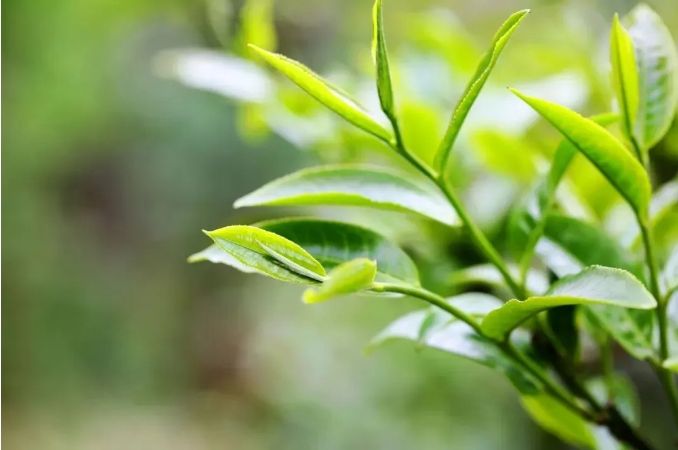 关于临沧耿马：“三茶”统筹促茶产业提质增效的相关内容(2)