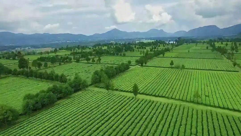 关于临沧耿马：“三茶”统筹促茶产业提质增效的相关内容