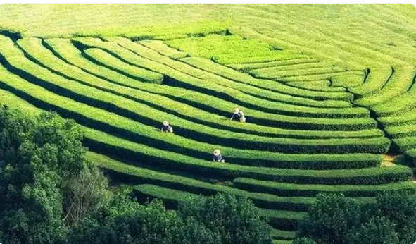 关于当气象数据遇上茶产业！在福建，它们擦出“乘数效应”！的消息