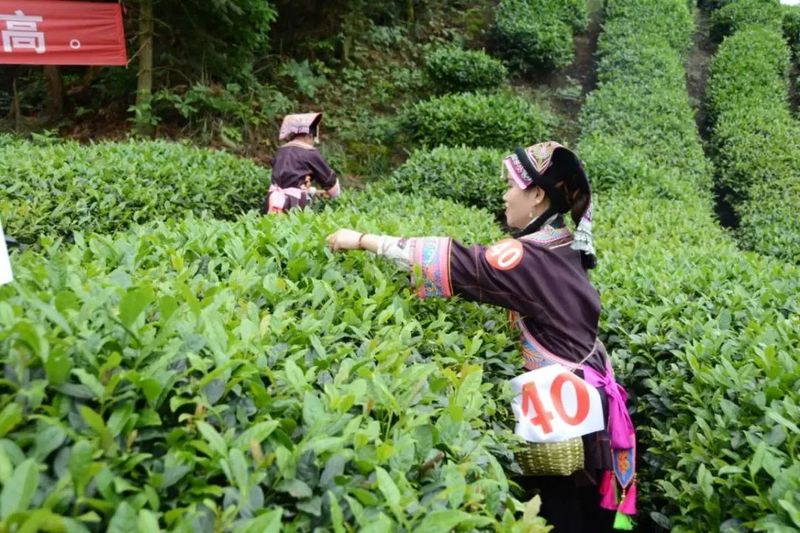 关于黔西南：小小茶叶子 增收好路子的内容(3)